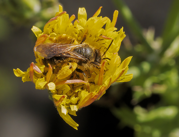 Andrenidae: Andrena sp.